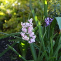 Hyacinthus_orientalis_Hyacint_18042014_Agerbjerg_002.JPG