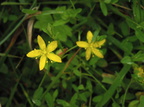Hypericum humifusum (Dværg-Perikon)