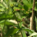Hypericum montanum (Bjerg-perikon)