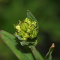Hypericum montanum (Bjerg-perikon)