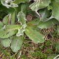 Hypochoeris maculata (Plettet kongepen)