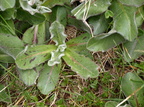 Hypochoeris maculata (Plettet kongepen)
