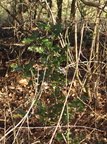Ilex aquifolium (Kristtorn)