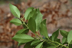 Ilex aquifolium (Kristtorn)