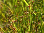 Juncus alpinoarticulatus (Sod-siv)