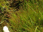 Juncus alpinoarticulatus (Sod-siv)