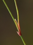 Juncus bulbosus ssp. bulbosus (Liden Siv)