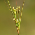Juncus tenuis (Tue-Siv)