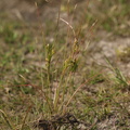 Juncus tenuis (Tue-Siv)