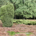 Juniperus communis (Ene)