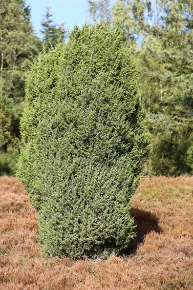 Juniperus_communis_Almindelig_Ene_22092014_Noerre_Snede_002.JPG