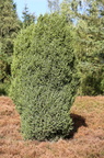 Juniperus communis (Ene)