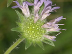 Knautia arvensis (Blåhat)