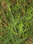 Knautia arvensis (Blåhat)