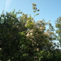 Kolkwitzia amabilis (Dronningebusk)