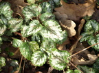 Lamiastrum galeobdolon ssp. argentatum (Have-guldnælde)