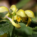 Lamiastrum galeobdolon ssp. galeobdolon (Almindelig Guldnælde)