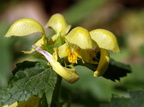 Lamiastrum galeobdolon ssp. galeobdolon (Almindelig Guldnælde)