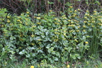 Lamiastrum galeobdolon ssp. argentatum (Have-Guldnælde)