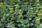 Lamiastrum galeobdolon ssp. argentatum (Have-Guldnælde)