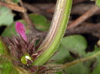 Lamium purpureum (Rød tvetand)