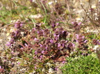 Lamium purpureum (Rød tvetand)