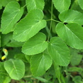 Laserpitium latifolium (Foldfrø)