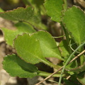 Leucanthemum_vulgare_Hvid_okseoeje_27052008_010.JPG