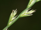 Lolium perenne (Almindelig rajgræs)