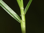 Lolium perenne (Almindelig rajgræs)
