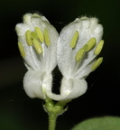 Lonicera xylosteum (Dunet gedeblad)