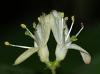 Lonicera xylosteum (Dunet gedeblad)