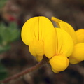 Lotus corniculatus (Almindelig kællingetand)