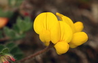 Lotus corniculatus (Almindelig kællingetand)