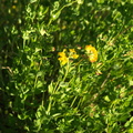 Lotus pedunculatus (Sump-kællingetand)