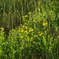 Lotus pedunculatus (Sump-kællingetand)