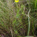 Lotus tenuis (Smalbladet Kællingetand)