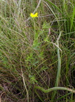 Lotus tenuis (Smalbladet Kællingetand)