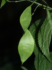 Lunaria rediviva (Vedvarende måneskulpe)
