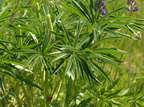 Lupinus polyphyllus (Mangebladet lupin)