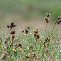 Luzula campestris (Mark-frytle)
