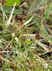 Luzula campestris (Mark-frytle)