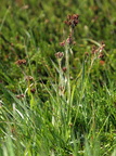 Luzula multiflora (Mangeblomstret frytle)