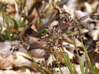 Luzula pilosa (Håret frytle)