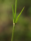 Lychnis flos-cuculi (Trævlekrone)
