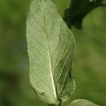Lysimachia vulgaris (Almindelig Fredløs)