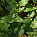 Maianthemum bifolium (Majblomst)