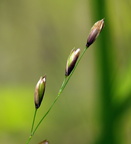Melica uniflora (Enblomstret flitteraks)