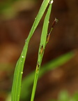 Melica uniflora (Enblomstret flitteraks)