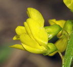 Melilotus officinalis (Mark-stenkløver)